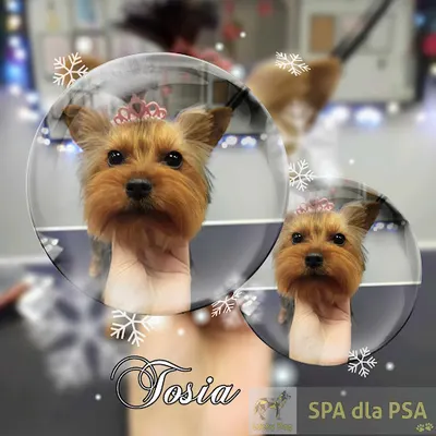 Pielęgnacja psów LuckyDog